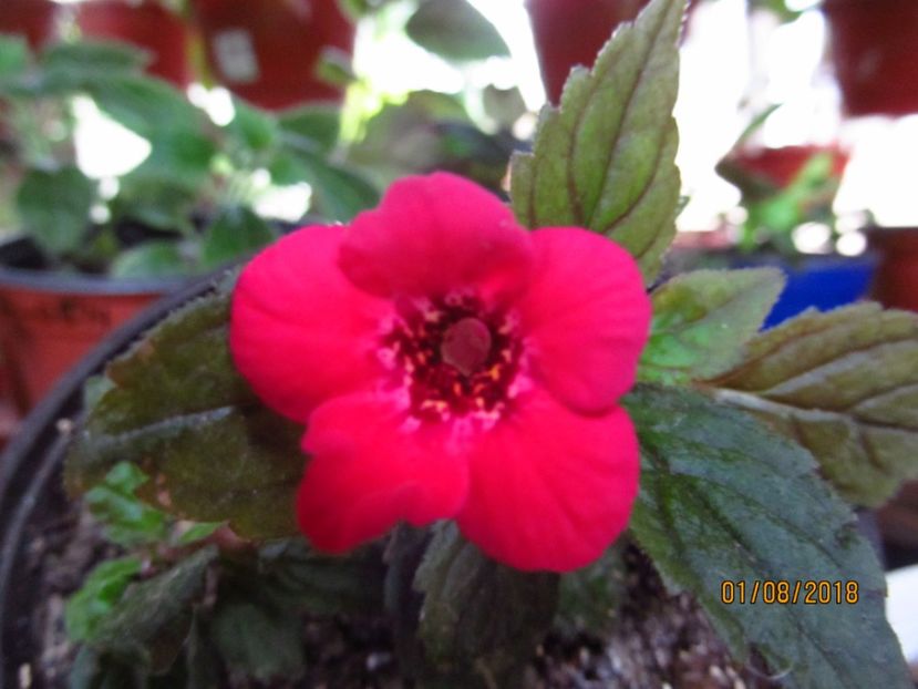  - ACHIMENES 2020 - VANZARI HIBRIZI