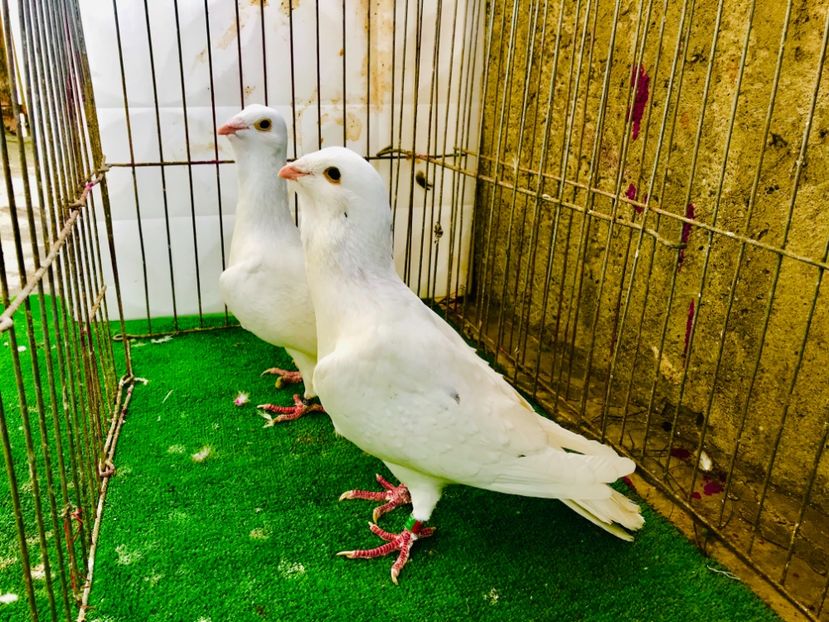 6361A0B1-4475-4BDE-80FE-3F6661A57561 - Adana Wammen