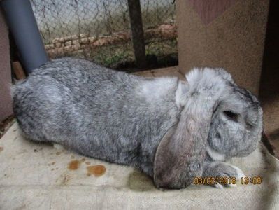 RO12-4782 - X ARHIVA IEPURI CE AM AVUT