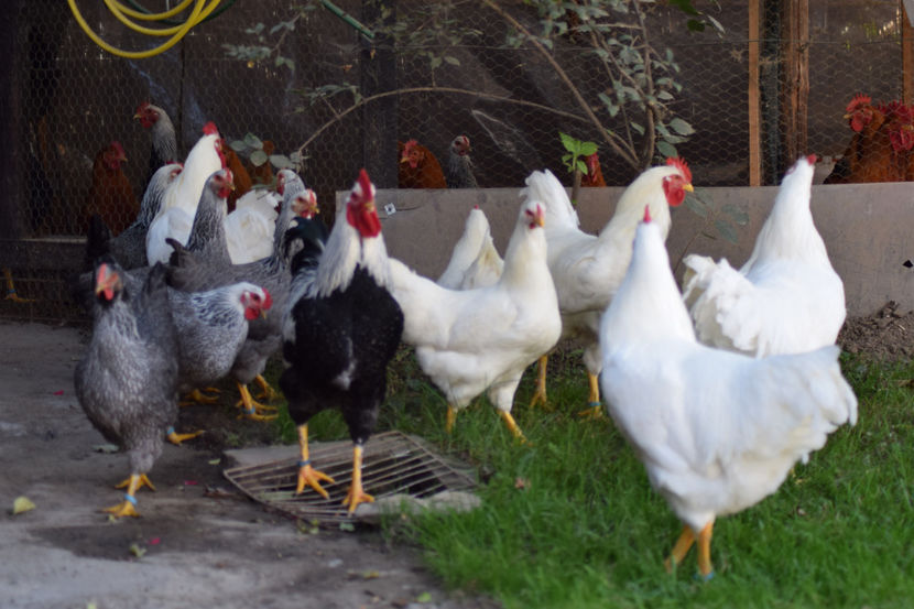  - Plymouth_Alb_Argintiu