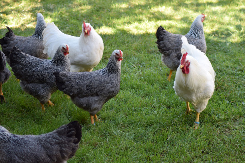  - Plymouth_Alb_Argintiu