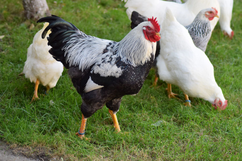  - Plymouth_Alb_Argintiu