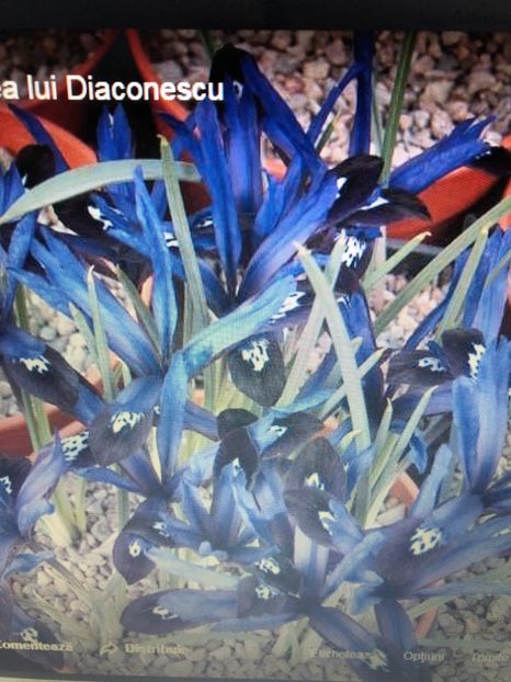 Irisi Reticulata Blue Note - achizitii 2018
