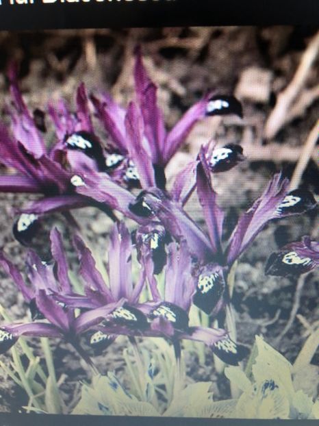 Irisi Reticulata George - achizitii 2018