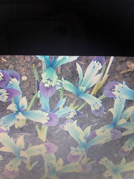 Irisi Reticulata Halkis - achizitii 2018