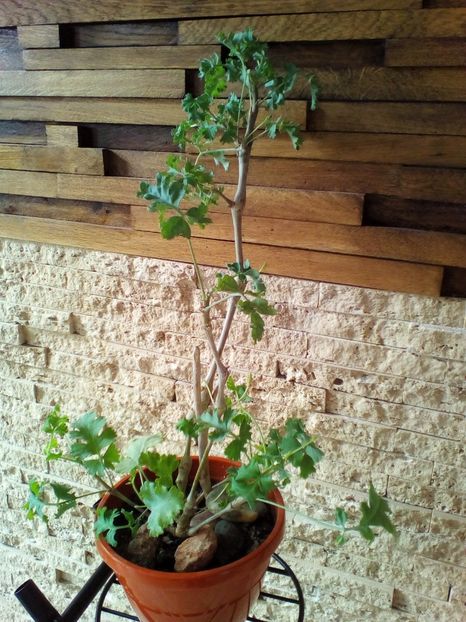  - plantutele mele