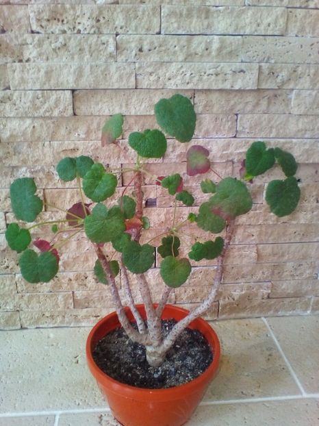  - plantutele mele