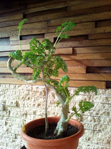  - plantutele mele