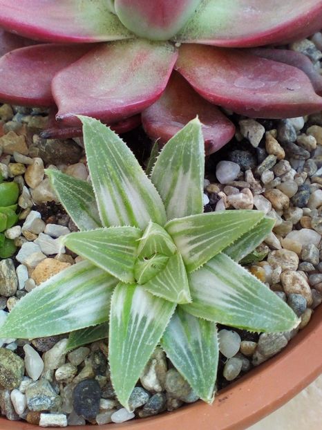  - plantutele mele