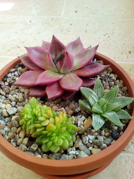  - plantutele mele