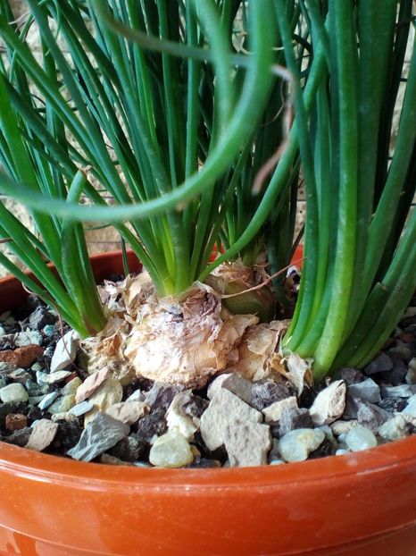  - plantutele mele