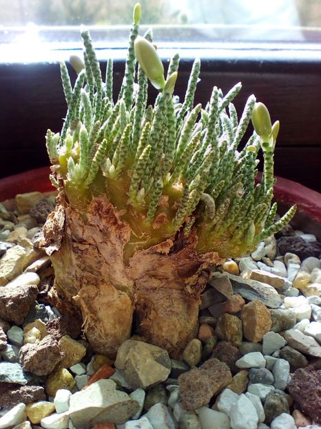  - plantutele mele