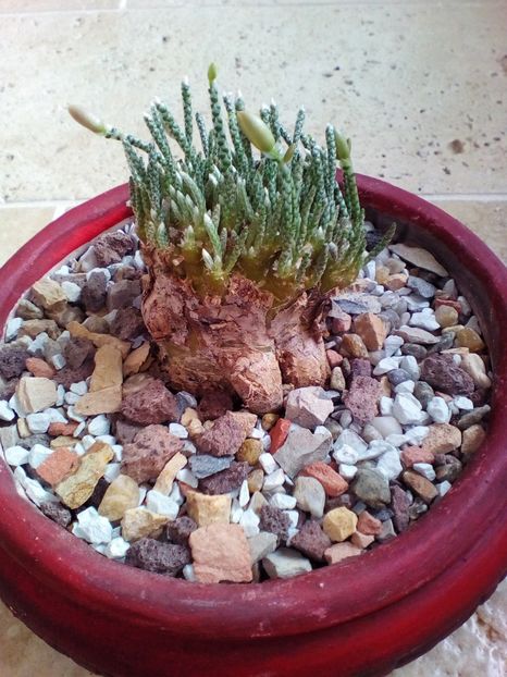  - plantutele mele