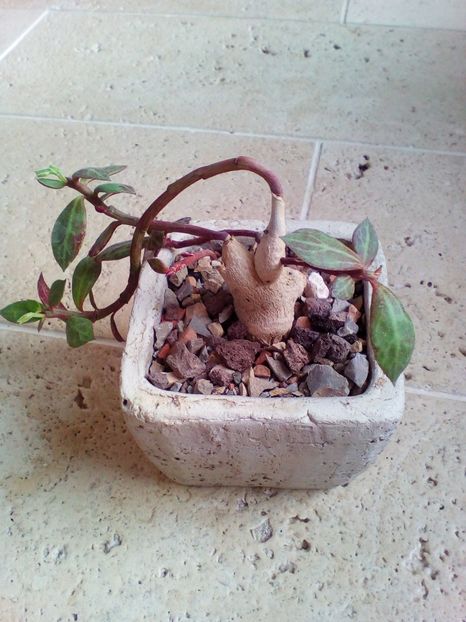  - plantutele mele