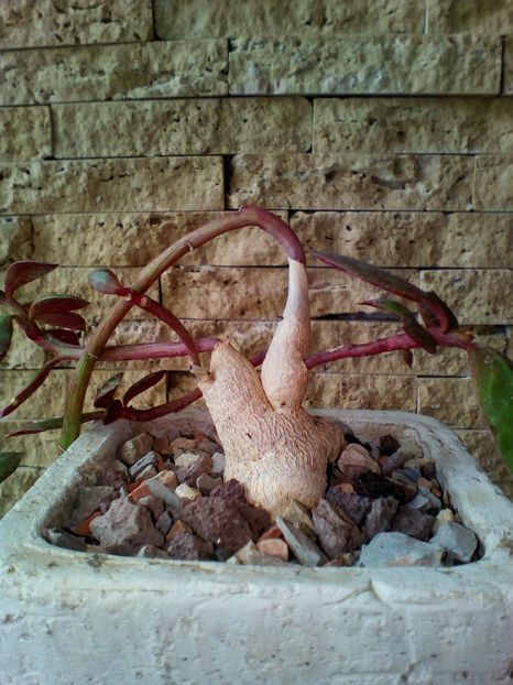  - plantutele mele