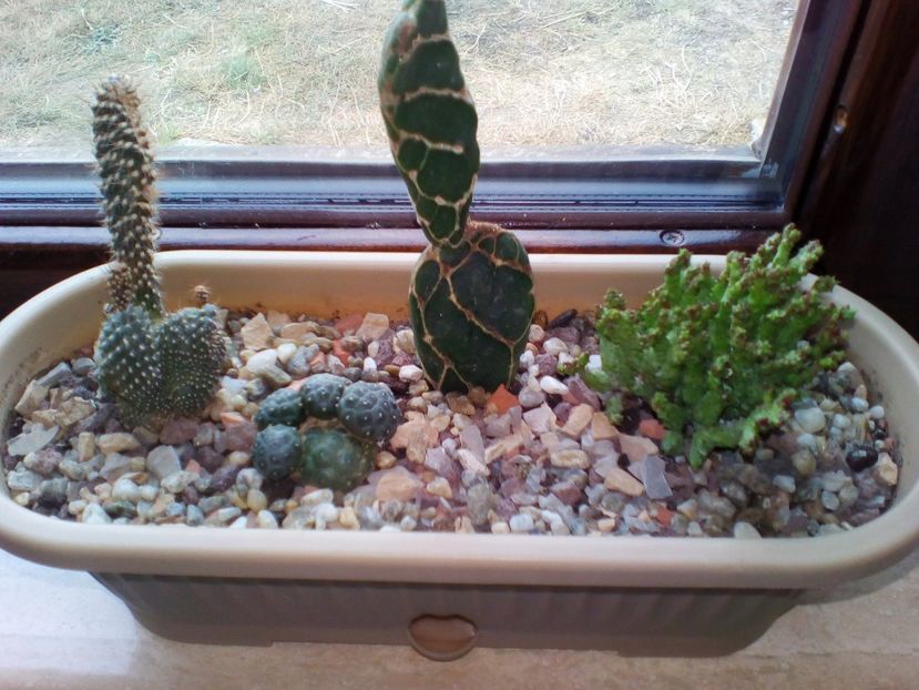  - plantutele mele