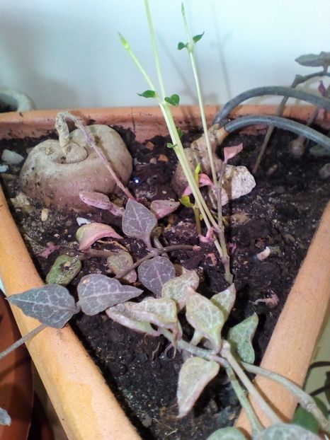  - plantutele mele