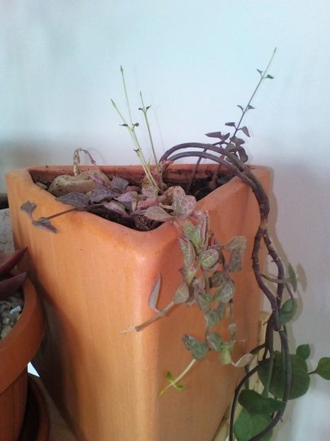  - plantutele mele