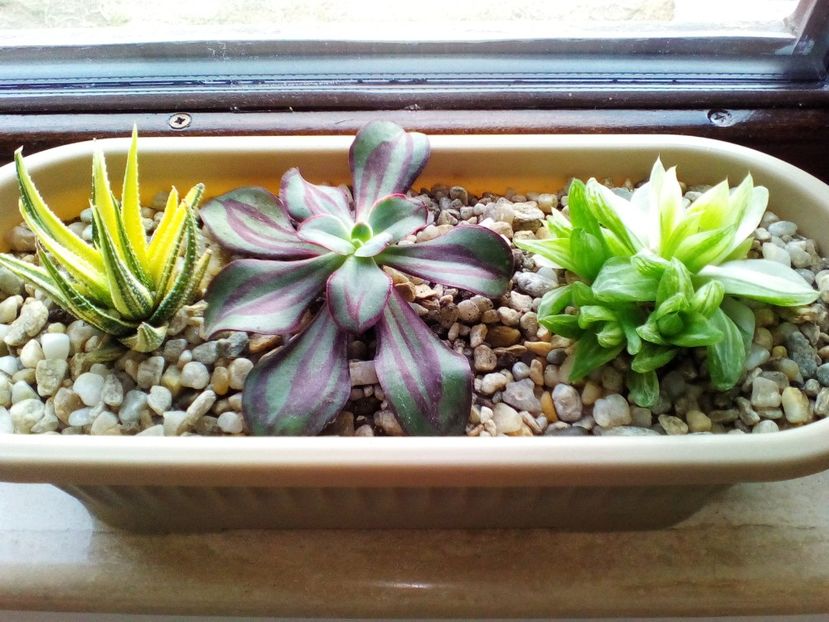  - plantutele mele