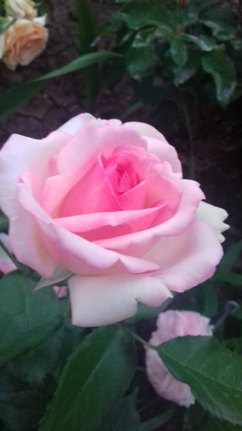  - 06 Eden Rose