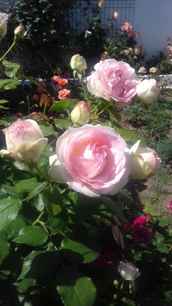  - 06 Eden Rose