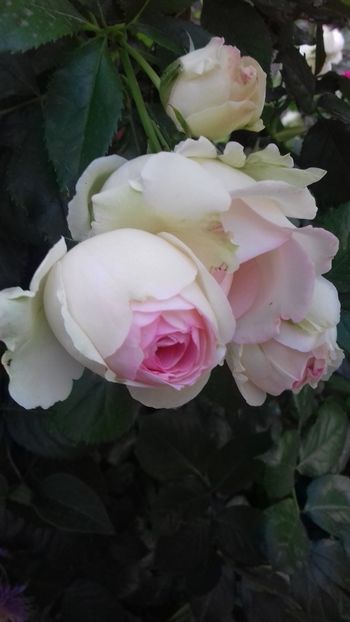  - 06 Eden Rose