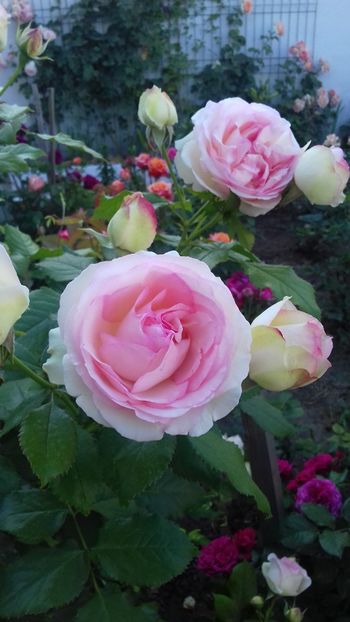  - 06 Eden Rose