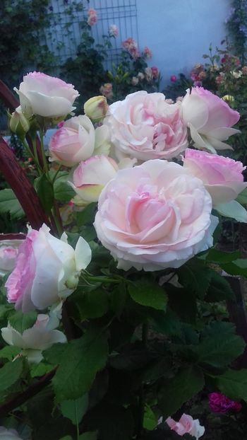  - 06 Eden Rose