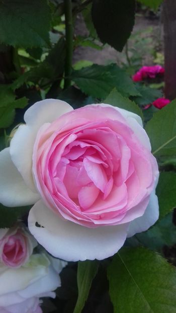  - 06 Eden Rose