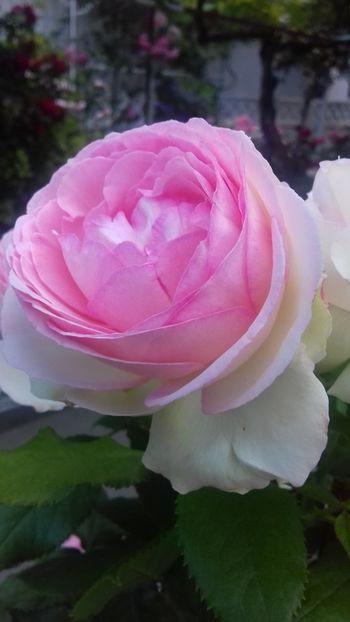  - 06 Eden Rose