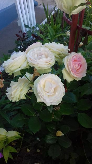  - 06 Eden Rose