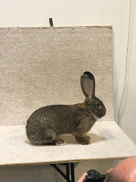 HH52 Campionul European -97,5 pct - EXPOZIȚIA EUROPEANĂ - HERNING 2018