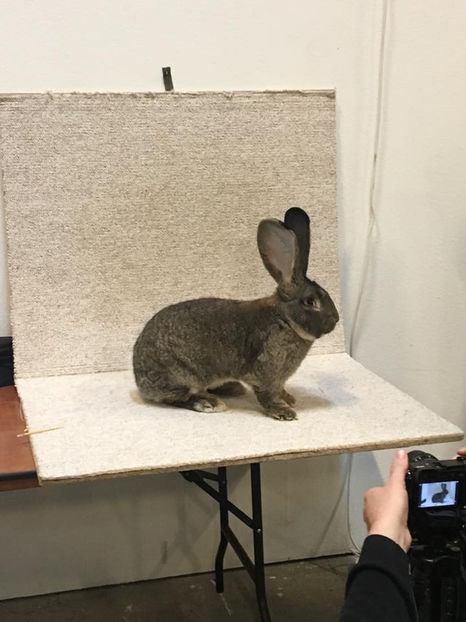 HH52 Campionul European -97,5 pct - EXPOZIȚIA EUROPEANĂ - HERNING 2018