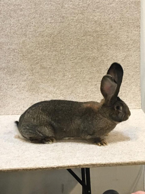 I5 - Campioana Europeană -97 pct - EXPOZIȚIA EUROPEANĂ - HERNING 2018