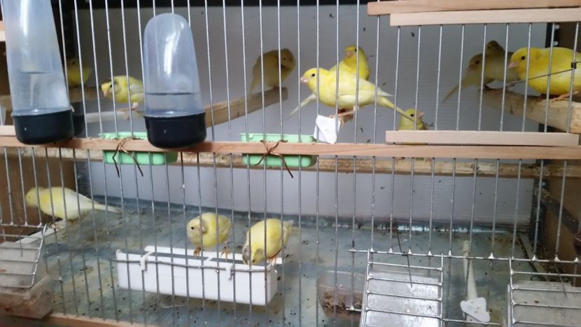 De vanzare! - CONTACT