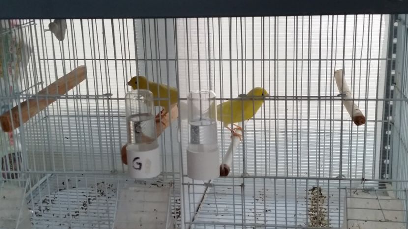 Masculi - Canari malinois