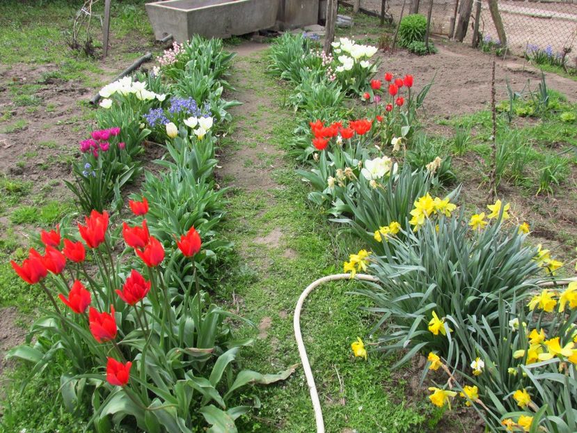 Lalele 2018 - Lalele