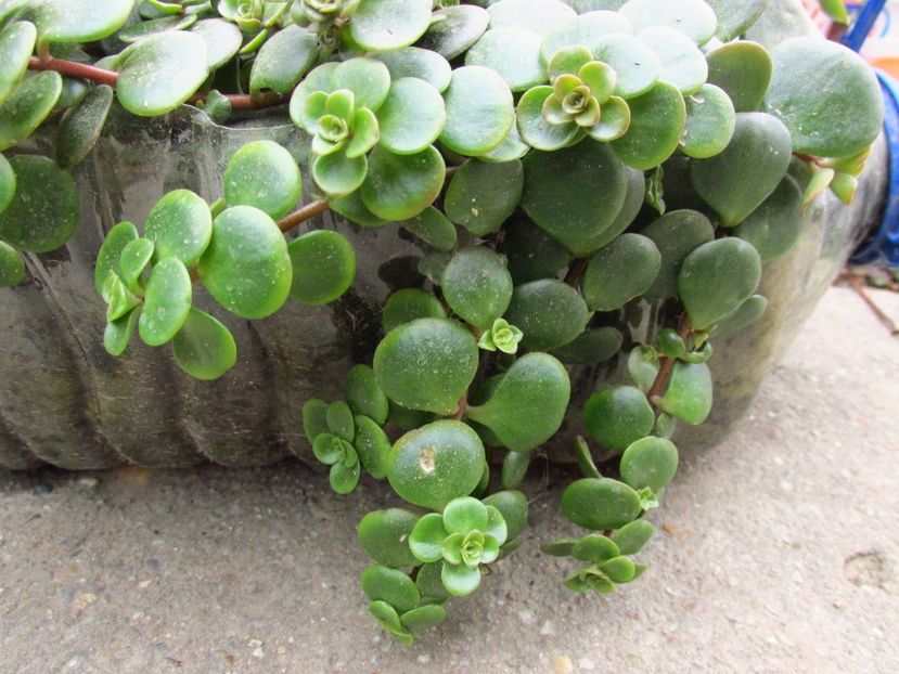 Sedum makinoi "Tundra Tornado" - Sedum