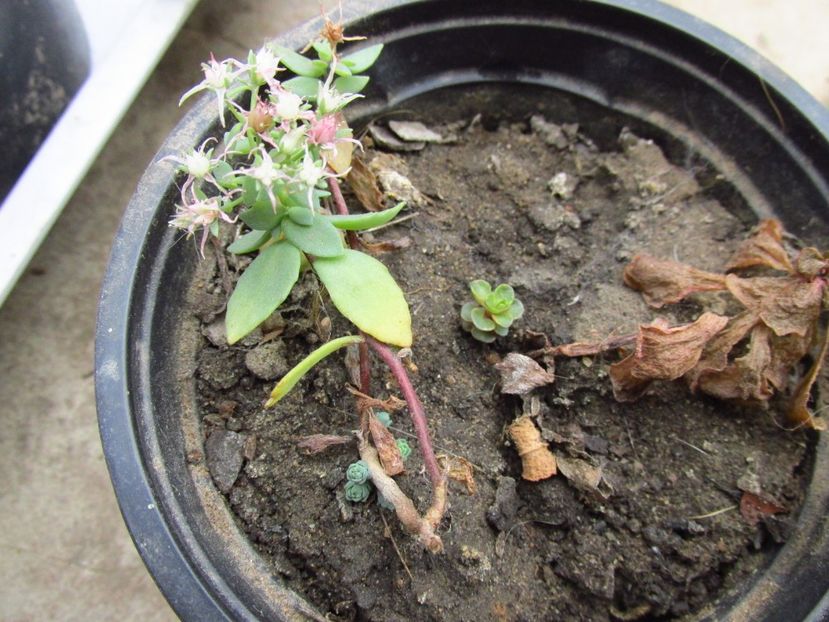 Sedum cauticola Lidakense ? + Sedum kamchaticum? - Sedum