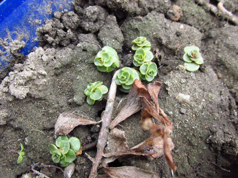 Sedum kamchaticum variegata? - Sedum