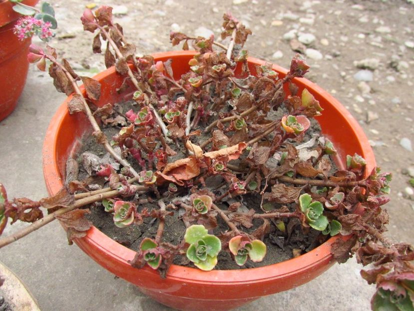 Sedum spurium roseum? pregătit de iarnă - Sedum