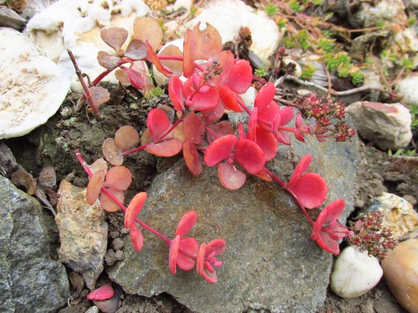 Sedum sieboldii în grădina de piatră - Sedum