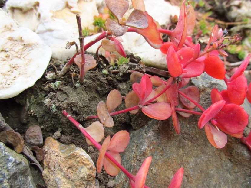 Sedum sieboldii - Sedum