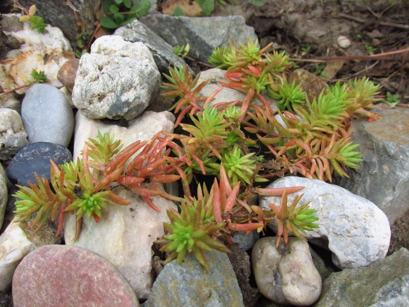 Iarbă grasă - Sedum