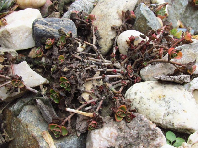 Sedum spurium roseum în grădina de piatră - Sedum