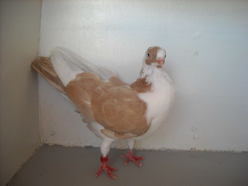  - PORUMBEI CARE MI AU APARTINUT