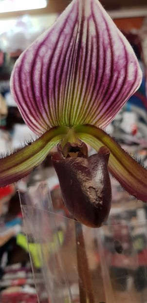 Papiophedilum Collosum - Orhideele mele 2018