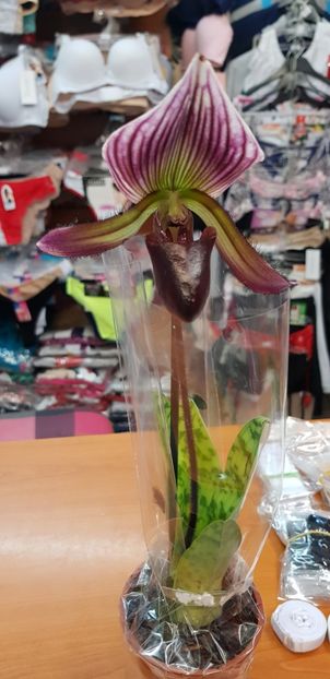 Papiophedilum Collosum - Orhideele mele 2018