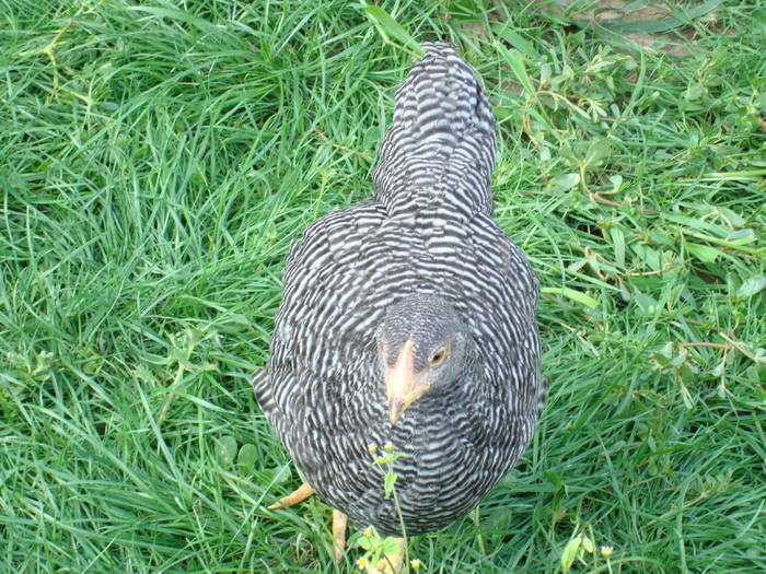 DBTUSDMMZGYMJCAGJAN - Plymouth Rock Barred - tineret