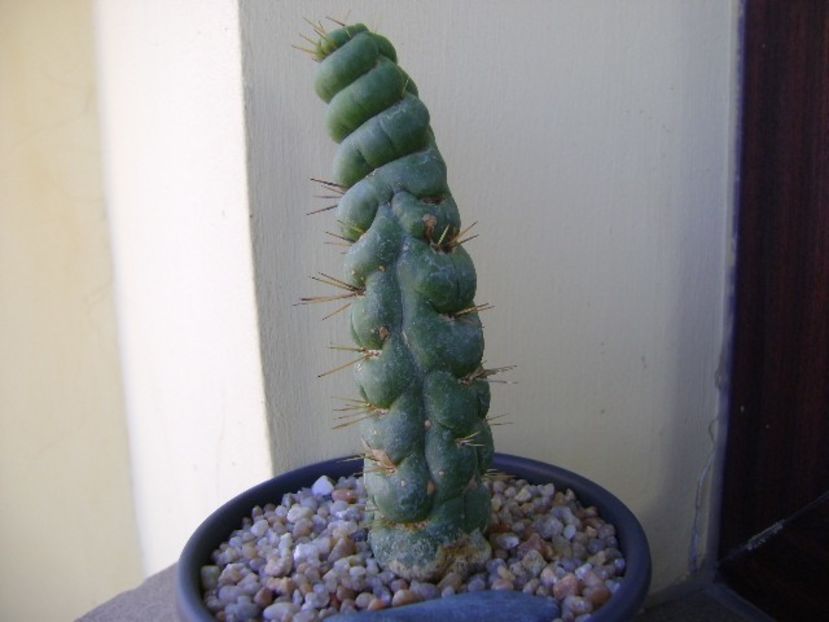 Eulychnia castanea cv. varispiralis - Cactusi 2018 final de an